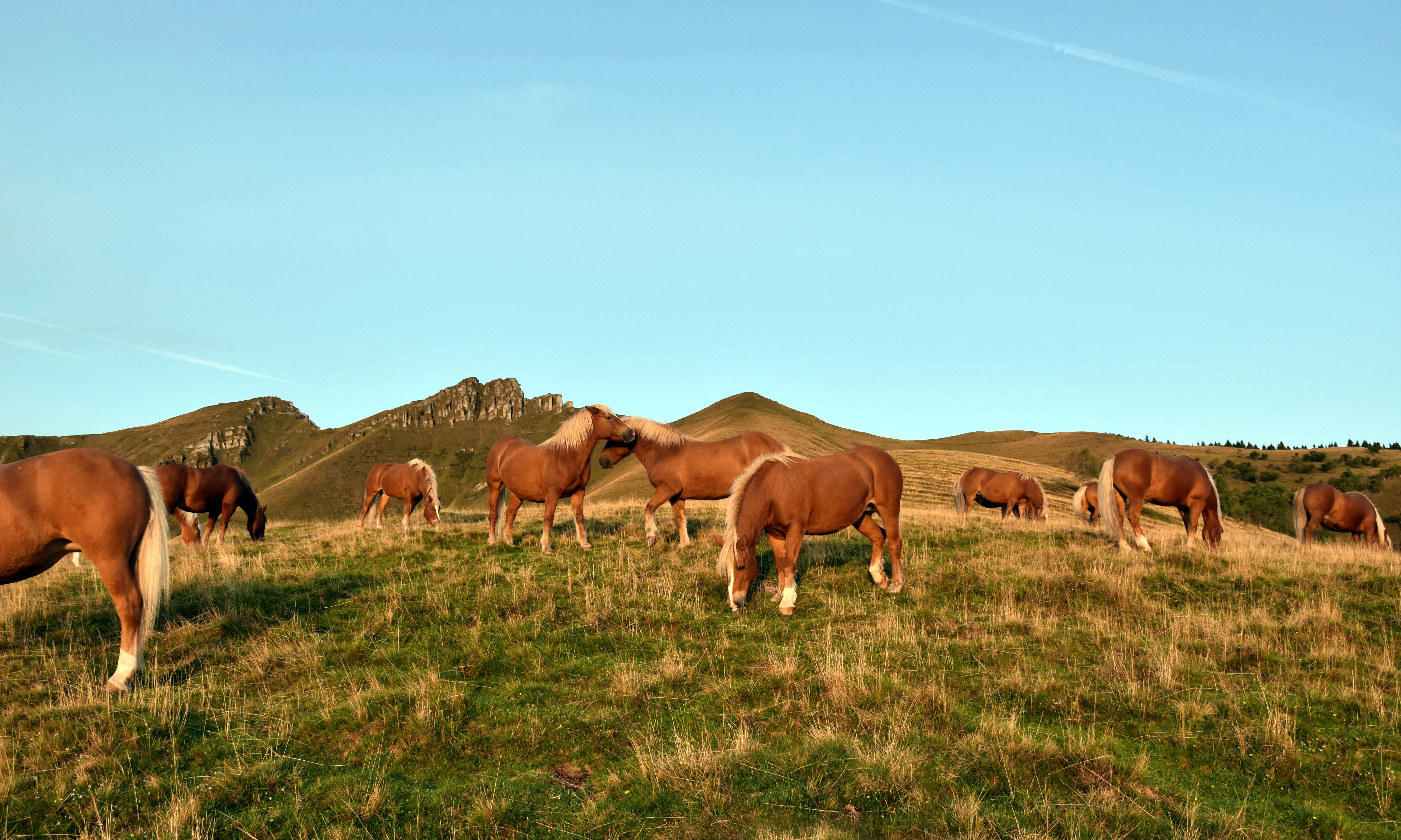 Wild Bisbino horses  1
