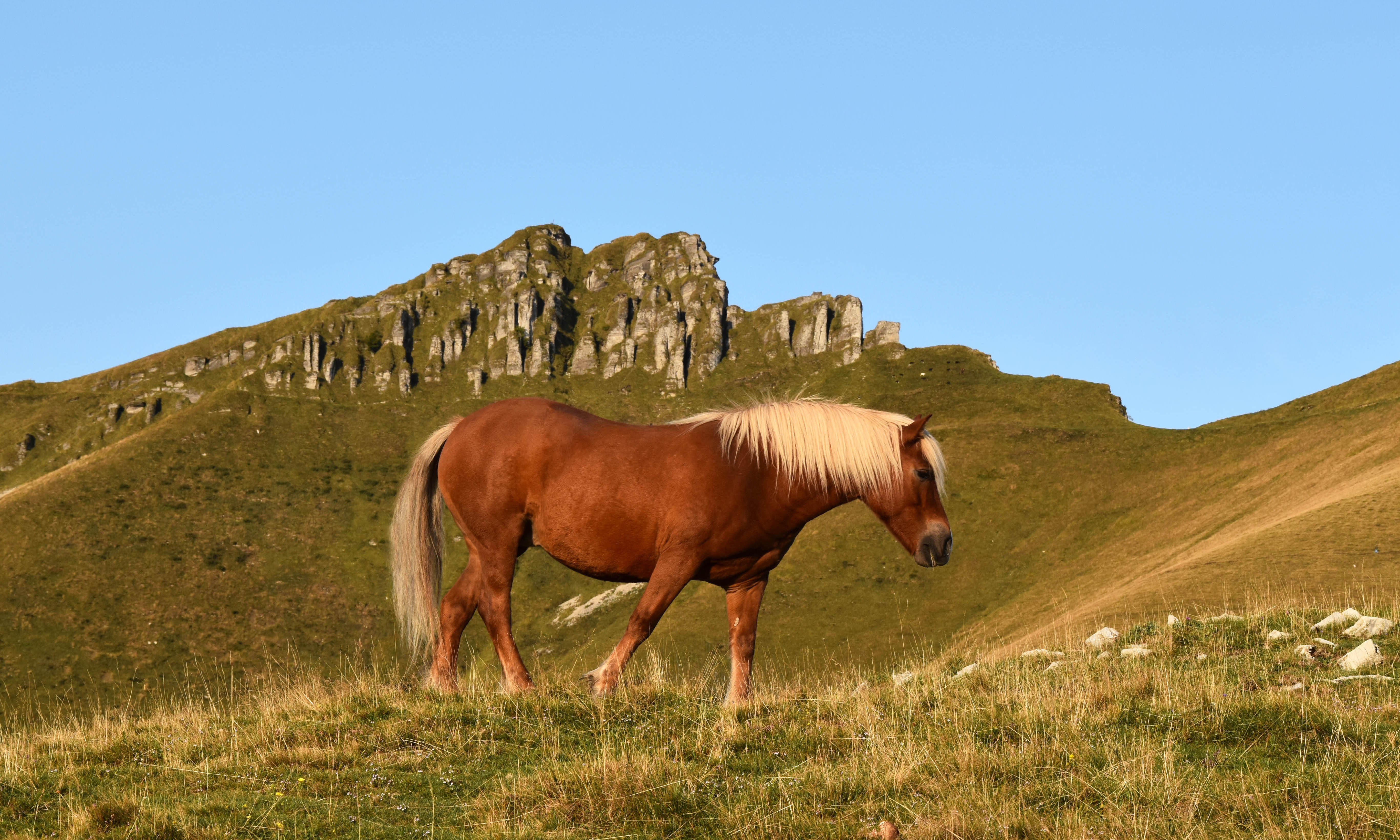 Wild Bisbino horses  3