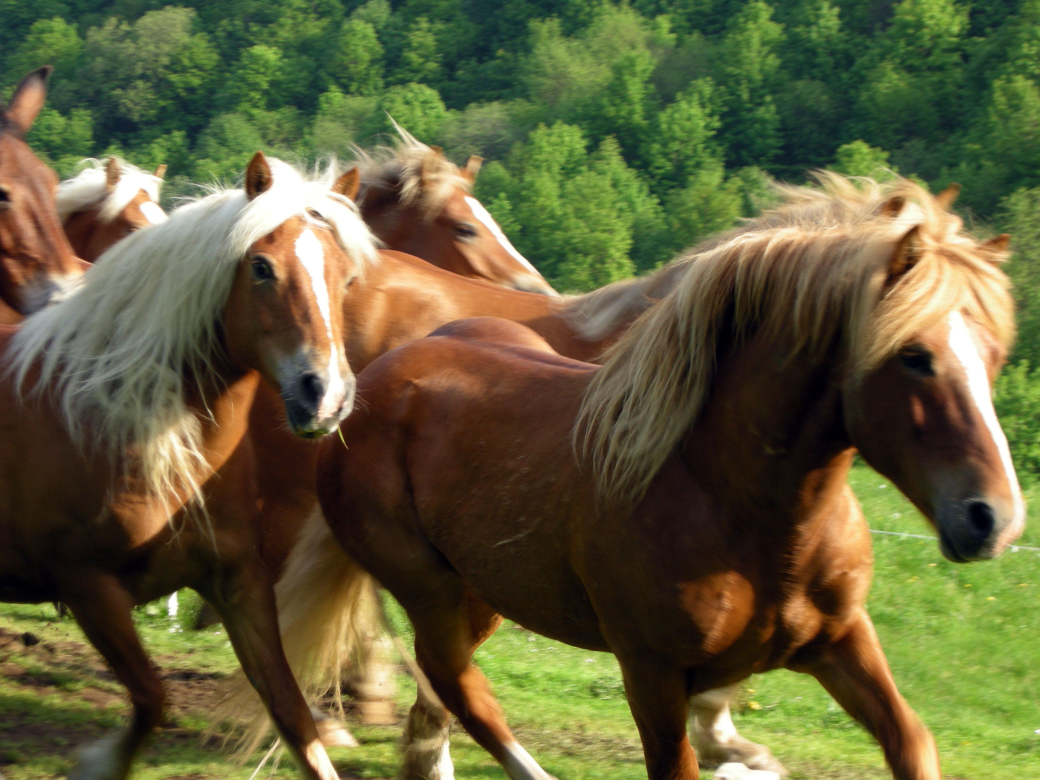 Wild Bisbino horses  5