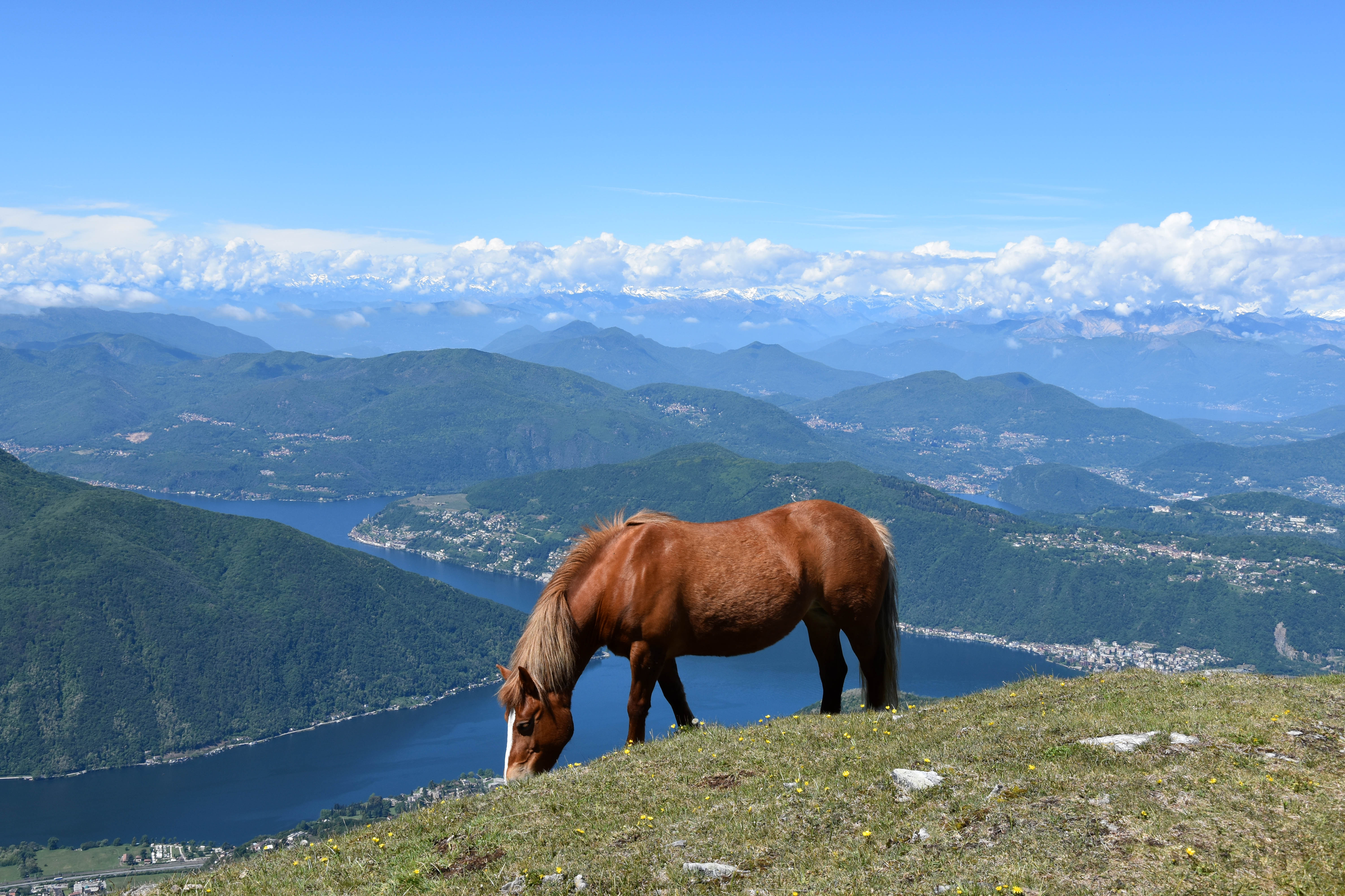 Wild Bisbino horses  4