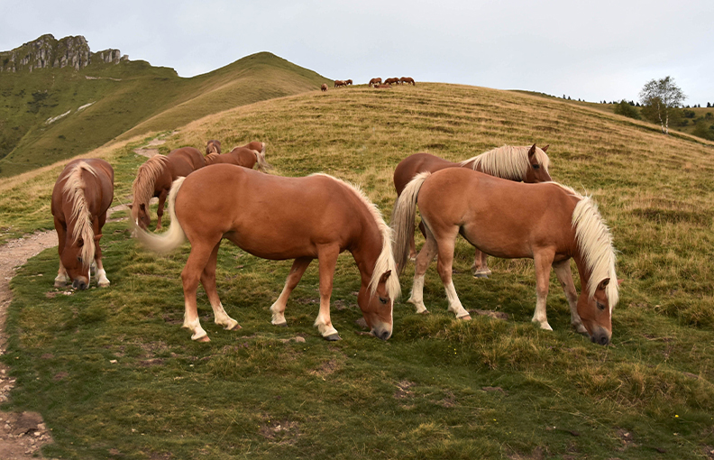 Wild Bisbino horses