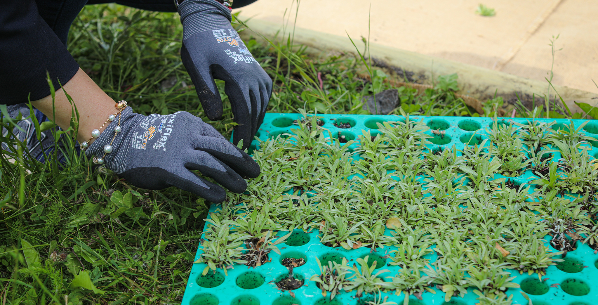 Hand planting small edelweiss plants